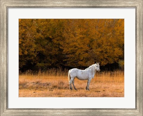 Framed White Horse Print