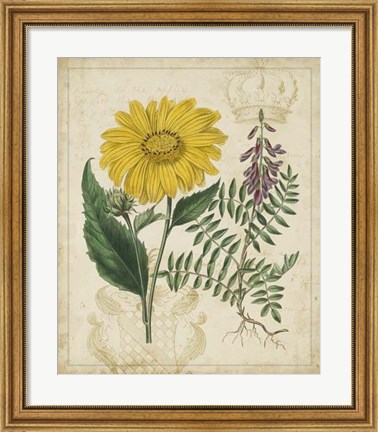 Framed Botanical Repertoire III Print