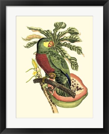 Framed Tropical Birds and Botanicals II Print