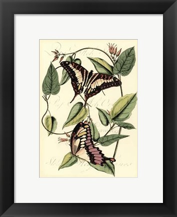 Framed Petite Butterflies II Print