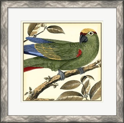 Framed Tropical Parrot I Print