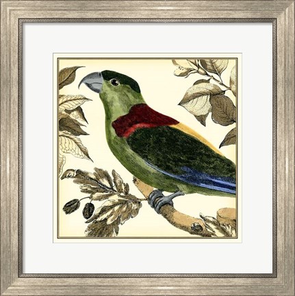 Framed Tropical Parrot IV Print