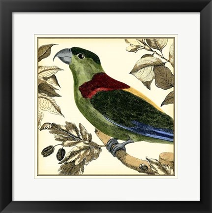 Framed Tropical Parrot IV Print