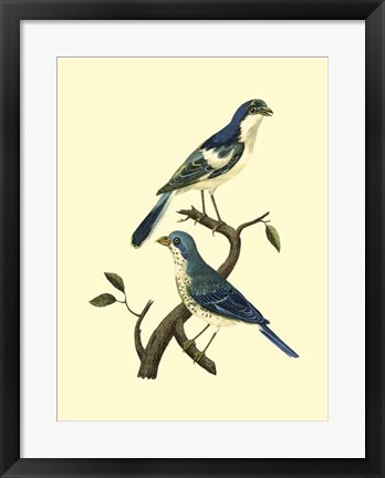 Framed Vintage Bird Pair I Print