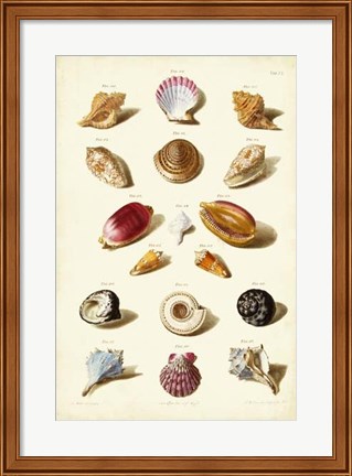 Framed Shells, Tab. VI Print