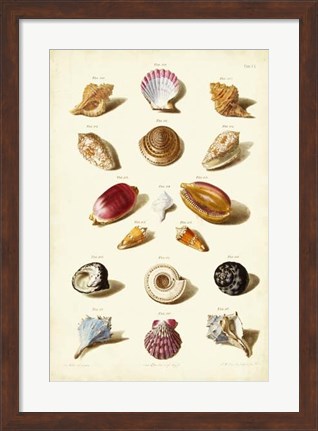 Framed Shells, Tab. VI Print