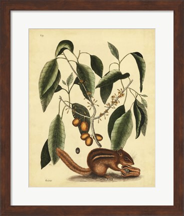 Framed Ground Squirrel, Pl. T75 Print