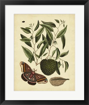 Framed Moth, Pl. T86 Print
