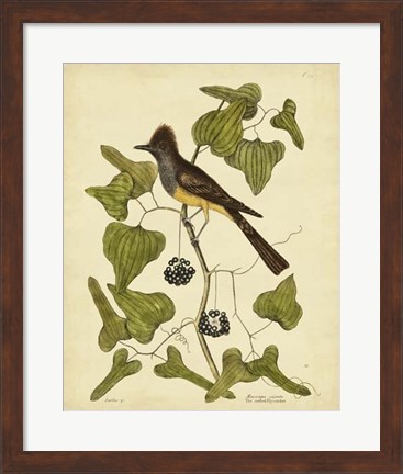 Framed Crest. Fly-Catcher, Pl. T52 Print