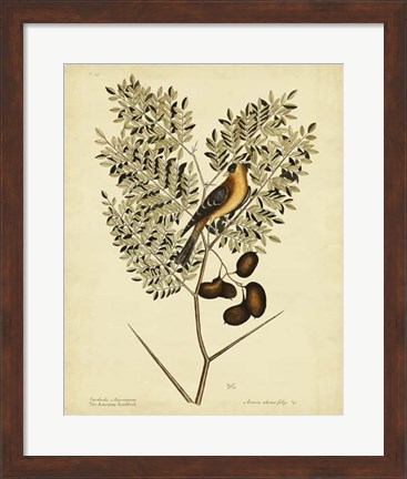 Framed American Goldfinch, Pl. T43 Print