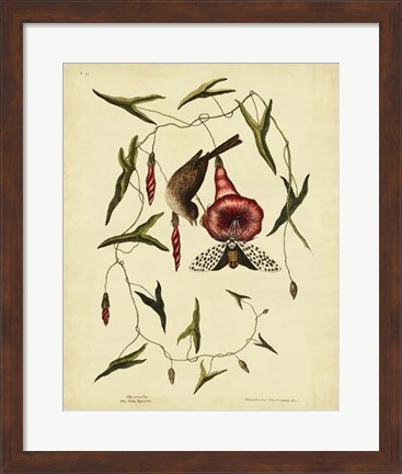 Framed Little Sparrow, Pl. T35 Print