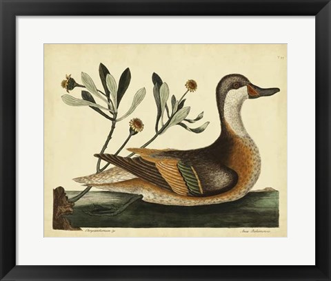 Framed Ilatheria Duck, Pl. T93 Print