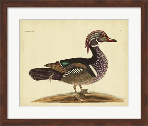 Framed Summer Duck, Pl. T97 Print