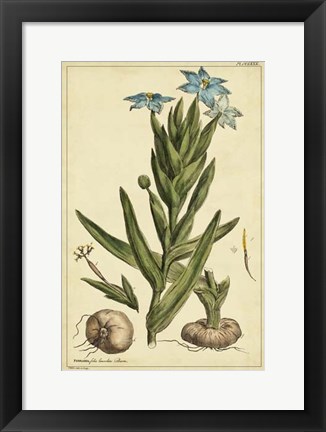 Framed Ferraria, Pl. CCLXXX Print