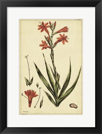 Framed Watsonia, Pl. CCLXXVI Print