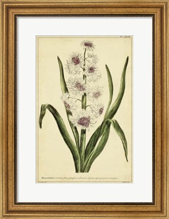 Framed Hyacinthus, Pl. CXLVIII Print