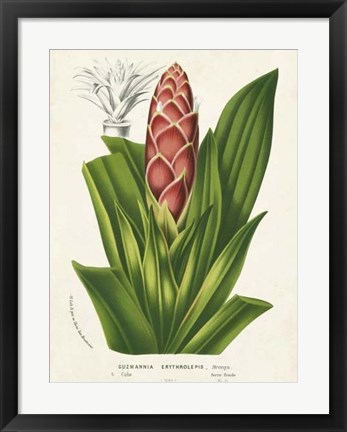 Framed Tropical Bromeliad I Print