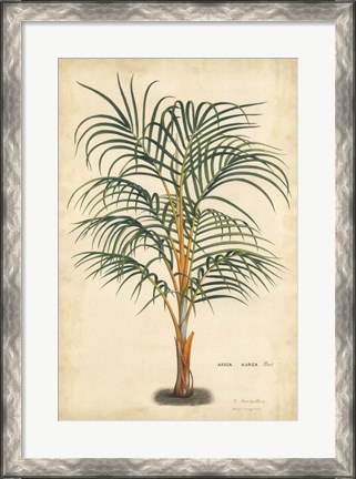 Framed Palm of the Tropics III Print