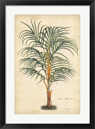 Framed Palm of the Tropics III Print