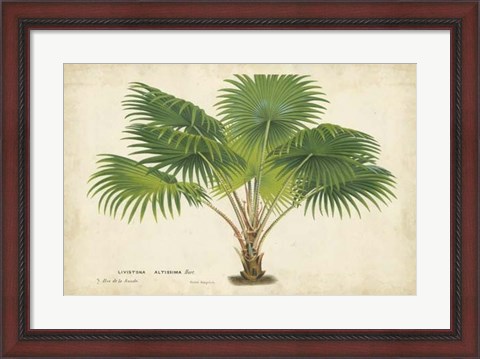 Framed Palm of the Tropics V Print