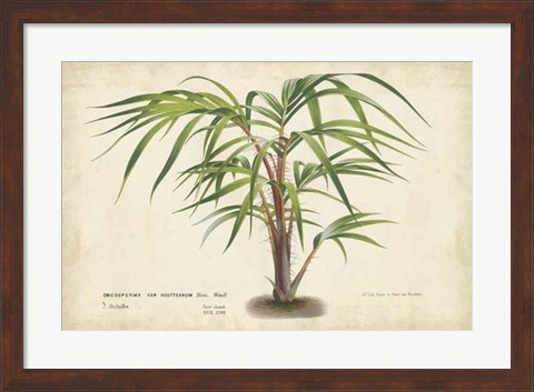 Framed Palm of the Tropics VI Print