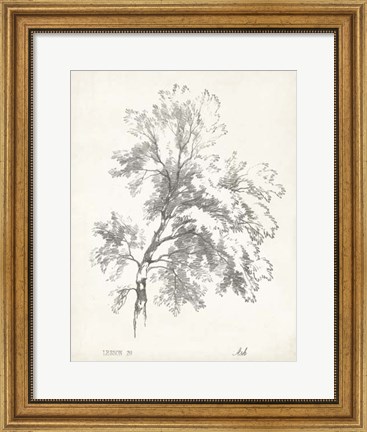 Framed Ash Tree Study Print