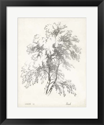 Framed Birch Tree Study Print