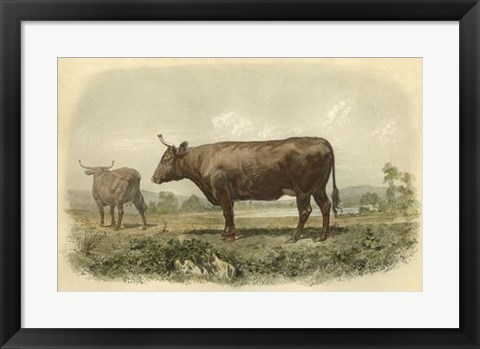 Framed Vache De Devon Print