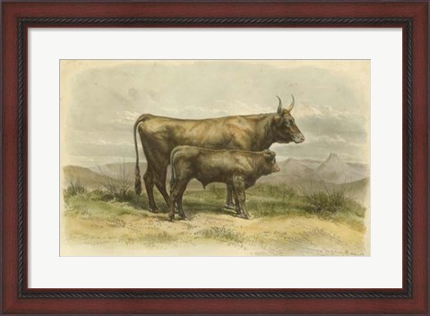 Framed Vache De Salers Print