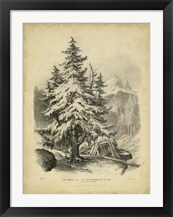Framed Spruce Print