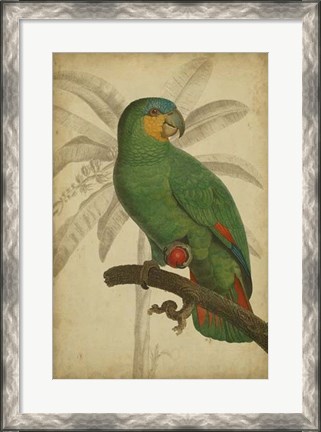 Framed Parrot and Palm I Print