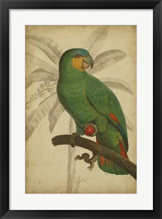 Framed Parrot and Palm I Print