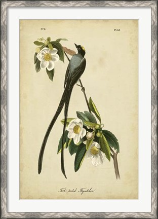 Framed Audubon Fork-tailed Flycatcher Print