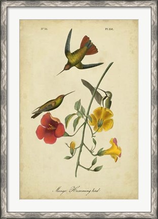 Framed Audubon Mango Hummingbird Print