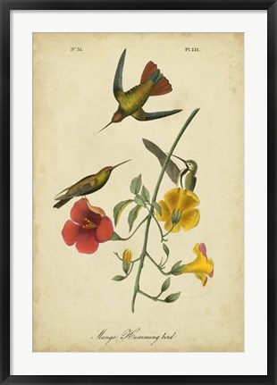 Framed Audubon Mango Hummingbird Print