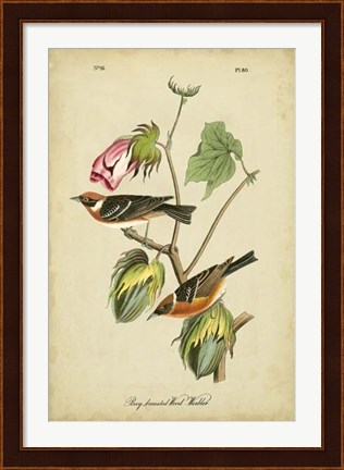 Framed Audubon Bay Breasted Warbler Print