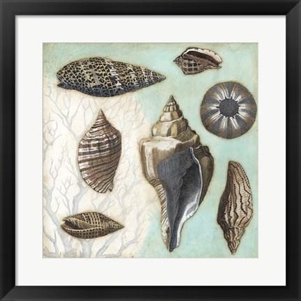 Framed Antique Shell Collage II Print