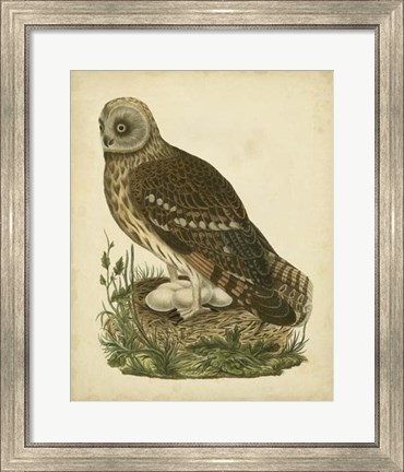 Framed Antique Nozeman Owl I Print