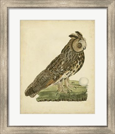Framed Antique Nozeman Owl III Print