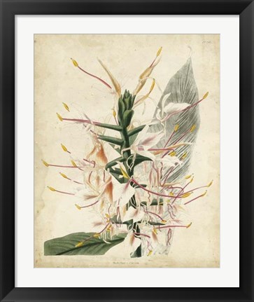 Framed Tropical Delight II Print