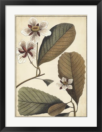 Framed Ivory Botanical Study III Print