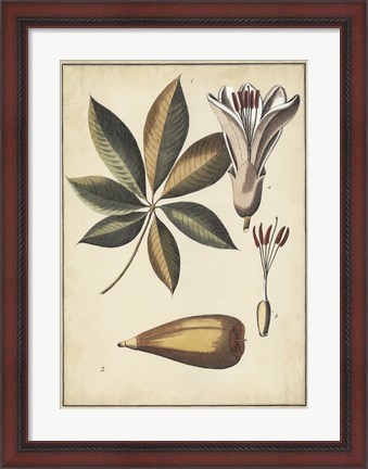 Framed Ivory Botanical Study IV Print