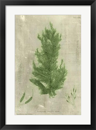 Framed Emerald Seaweed I Print