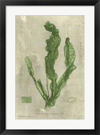 Framed Emerald Seaweed IV Print