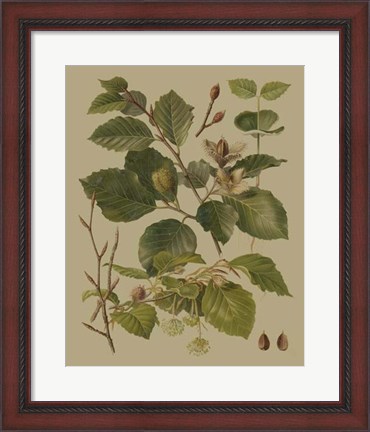 Framed Forest Foliage III Print