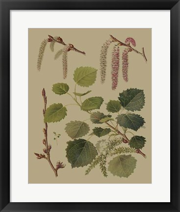 Framed Forest Foliage IV Print