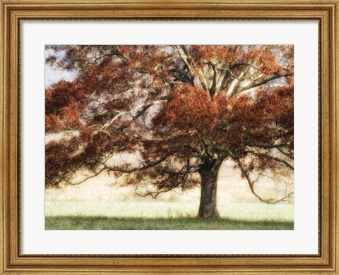 Framed Sunbathed Oak I Print