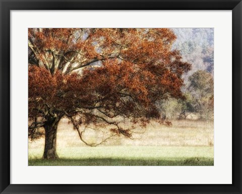 Framed Sunbathed Oak II Print