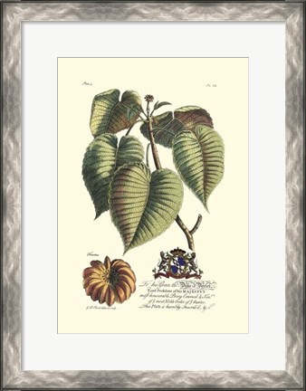 Framed Royal Botanical I Print