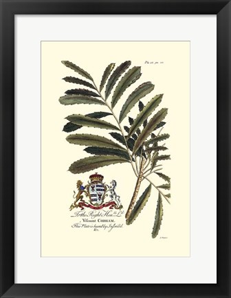 Framed Royal Botanical III Print